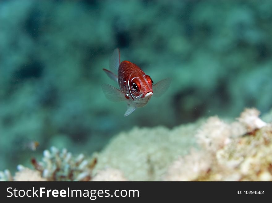 Tailspot squirrelfish taken in th red sea.