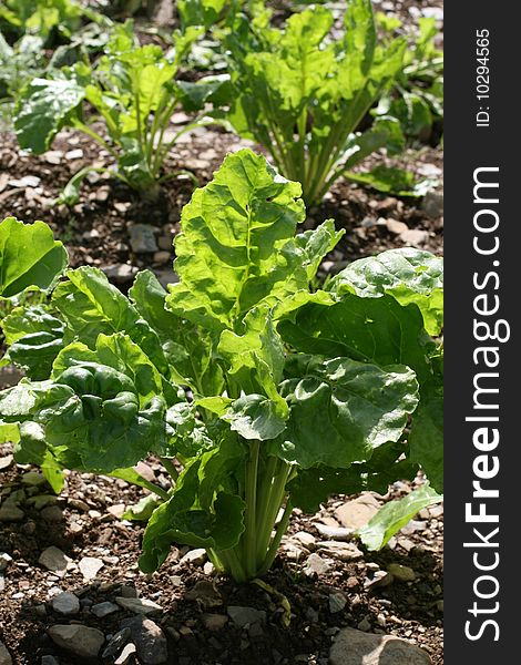 Irish Cabbage Farm