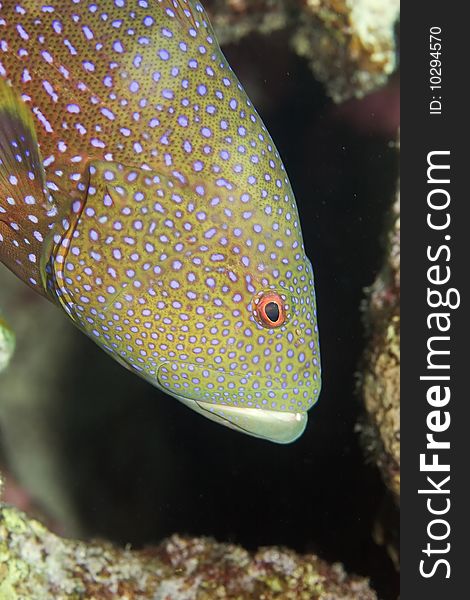 Lyretail grouper taken in th red sea.