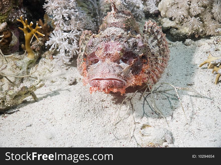 Smallscale scorpiofish taken in th red sea.