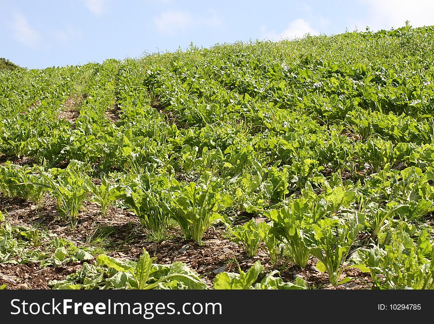 Cabbage Plantation On Irish Hills