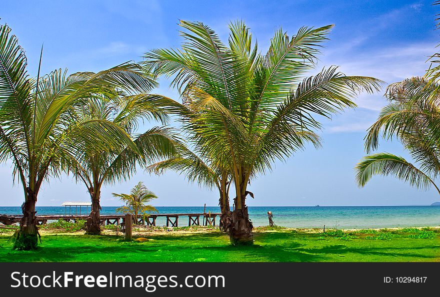 Palms and green grass on the beach. Palms and green grass on the beach