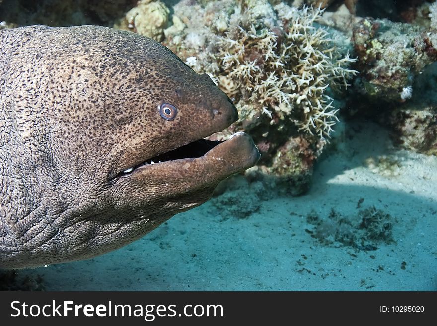 Giant moray taken in th red sea.