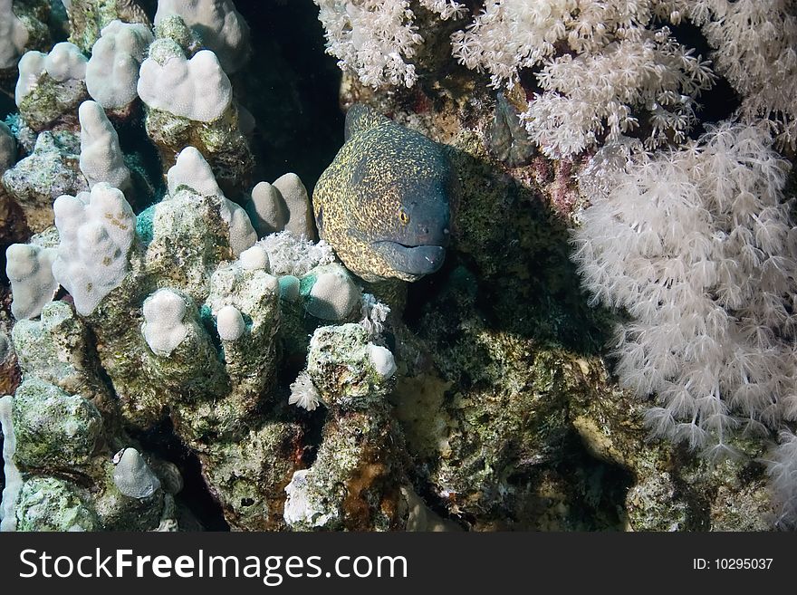 Yellowmargin moray taken in th red sea.