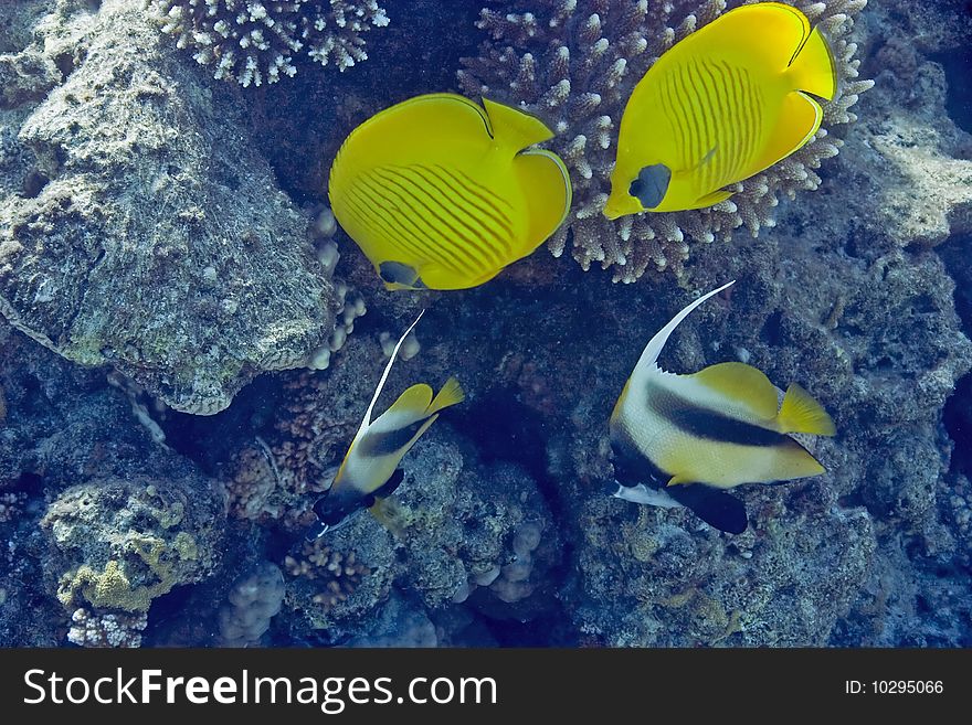 Masked butterflyfish taken in th red sea.