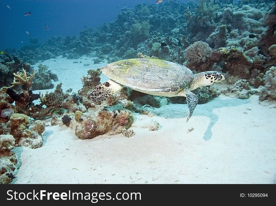 Hawksbill turtle taken in th red sea.