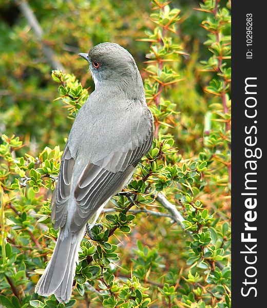 Grey bird sitting on the tree