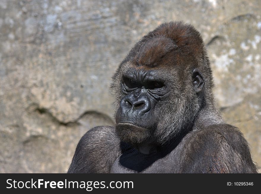 Gorilla portrait in horizontal. Bioparc Zoo. Valencia (Spain)