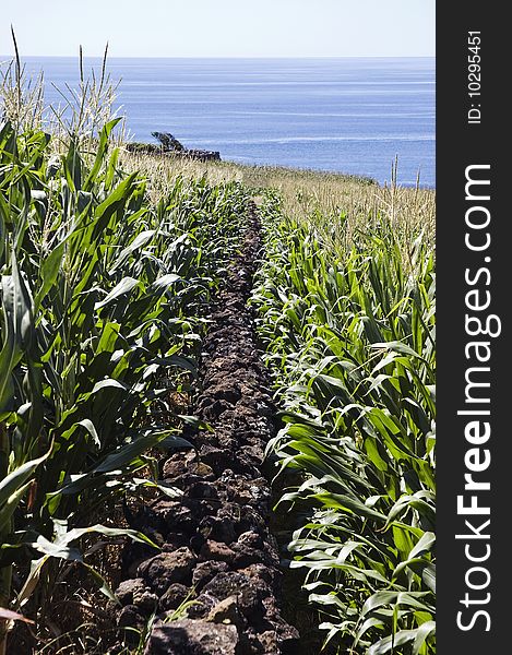 Stone wall in corn field