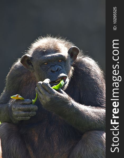 Chimpanzee eating in vertical. Bioparc Zoo. Valencia (Spain)