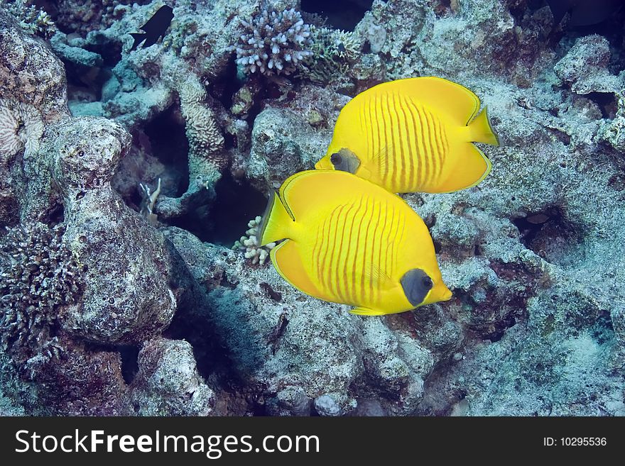 Masked butterflyfish taken in th red sea.