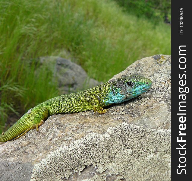 A green lizard warms up on a stone