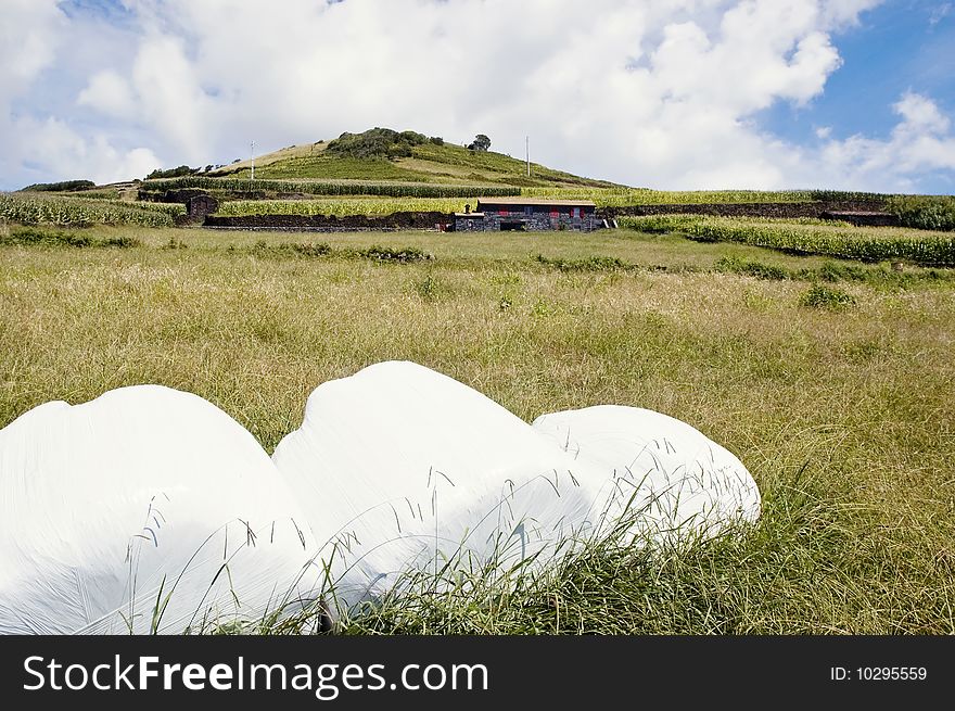 Wrapped hay bales in a field of Pico Island, Azores, Portugal. Wrapped hay bales in a field of Pico Island, Azores, Portugal