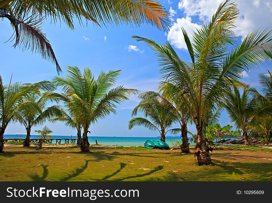 Coconut trees near the sea