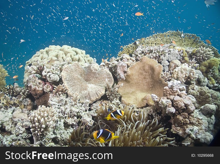 Coral and fish taken in th red sea.