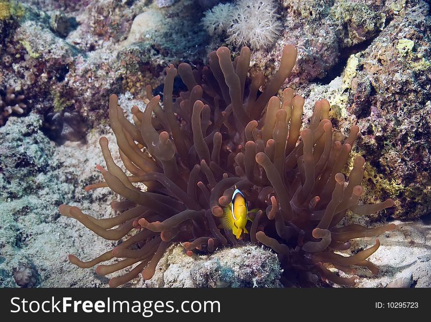 Anemonefish taken in th red sea.
