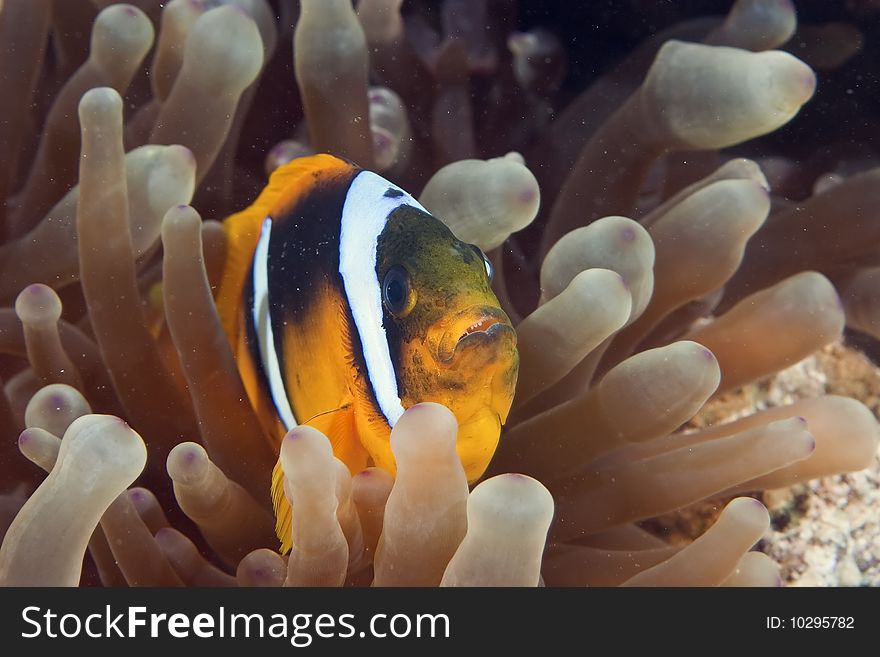 Anemonefish taken in th red sea.