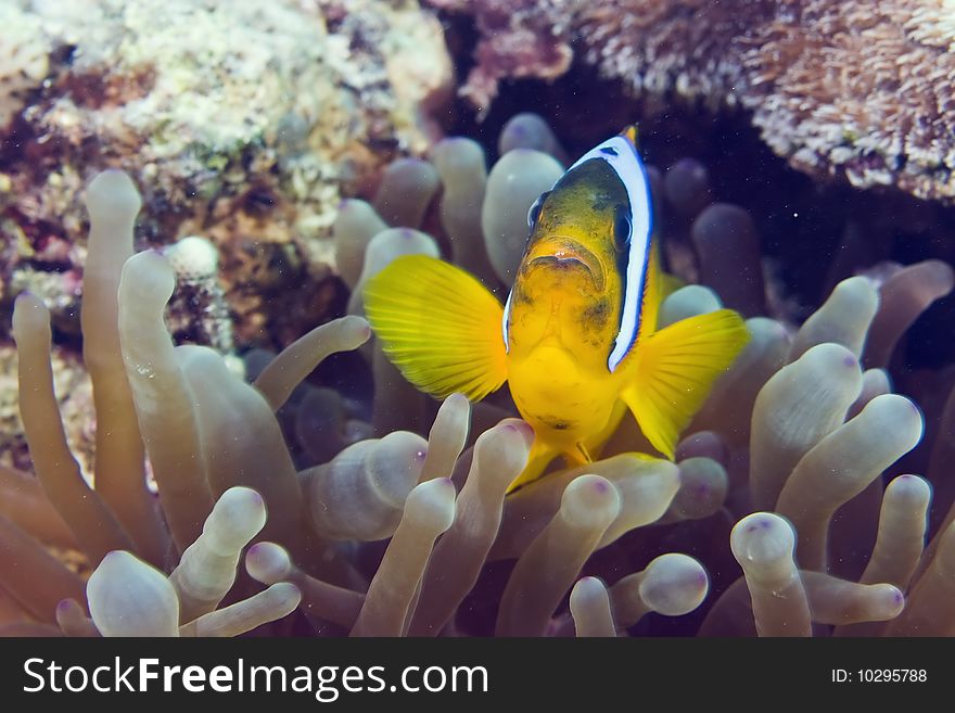 Anemonefish taken in th red sea.