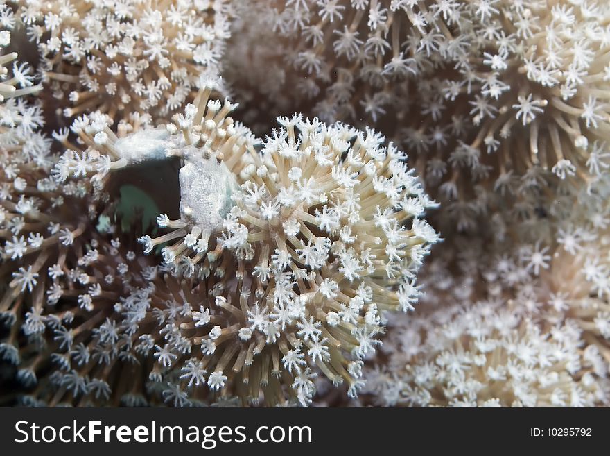 Slimy leather coral taken in th red sea.