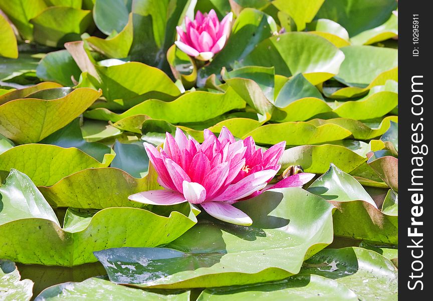 Water lily in the pond