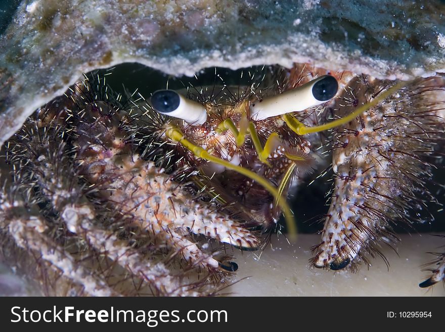 Hermit crab taken in th red sea.