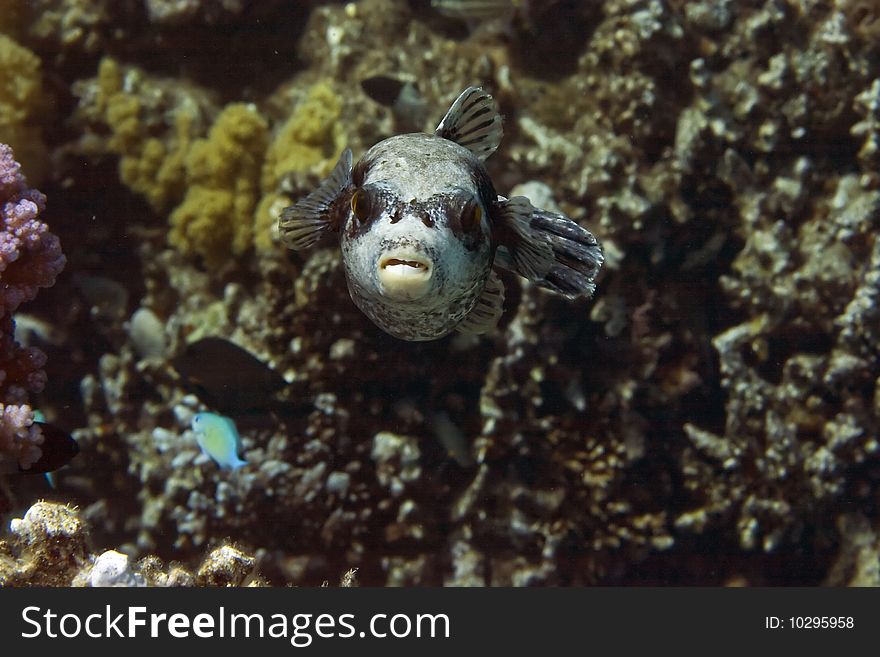 Masked puffer taken in th red sea.