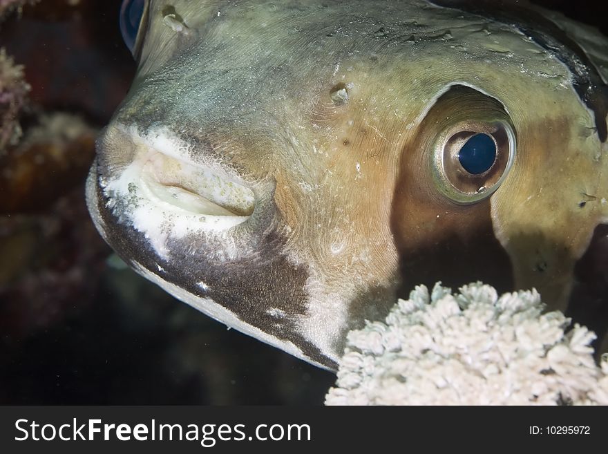 Black-blotched porcupinefish taken in th red sea.