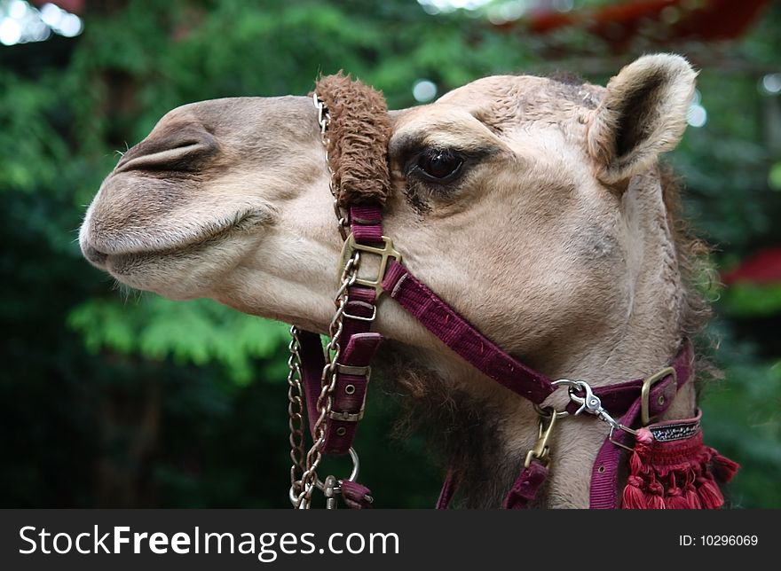 The profile of a Camel with a colorful bridle. The profile of a Camel with a colorful bridle