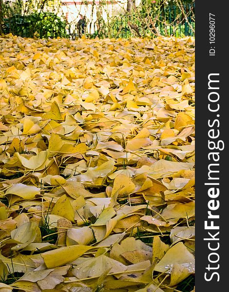 A seasonal image of the park with yellow leaves. A seasonal image of the park with yellow leaves
