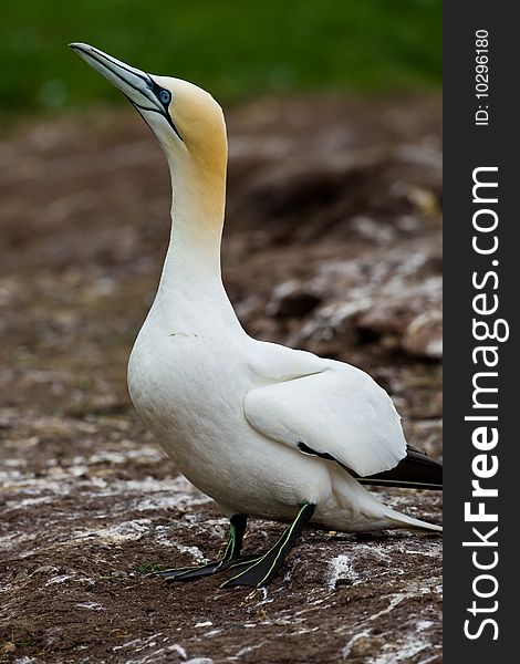 Full Body View of Northern Gannet