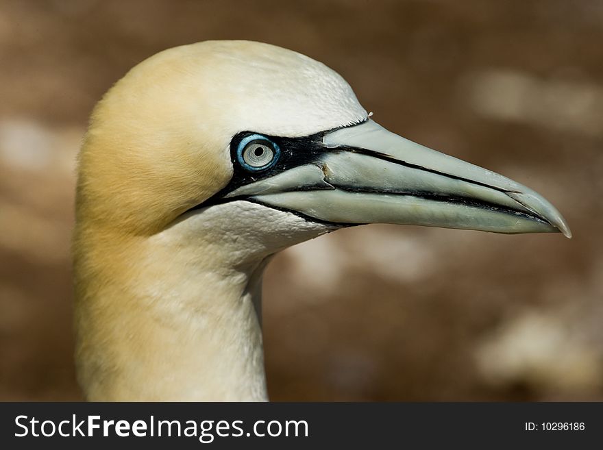 Closeup Portrait Illustrating Facial Markings of Northern Gannet