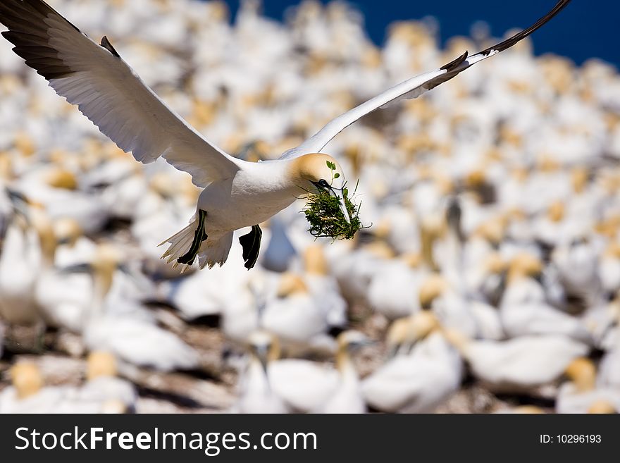 Northern Gannet in Flight