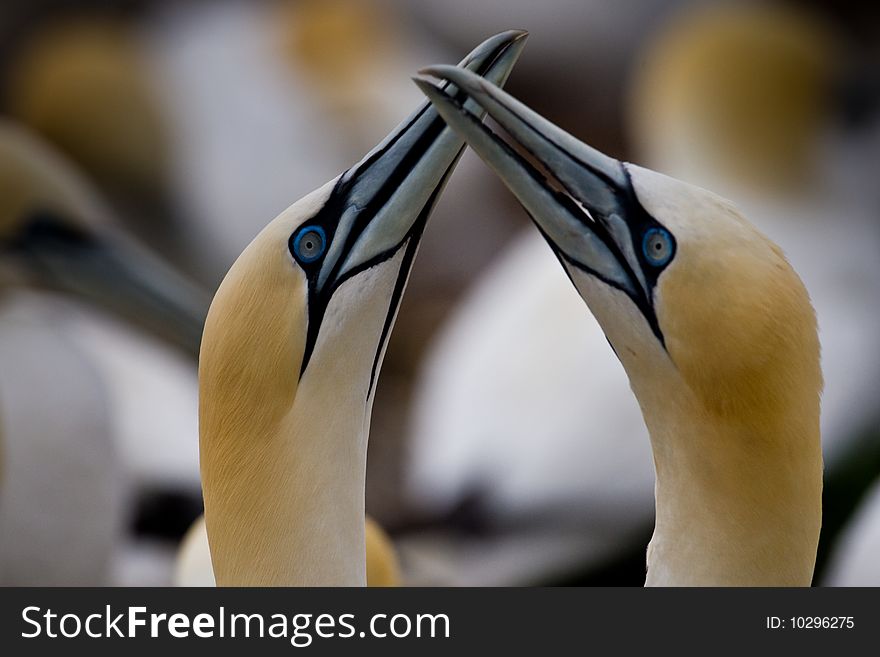 Northern Gannets Illustrating Bonding Behavior by Fencing