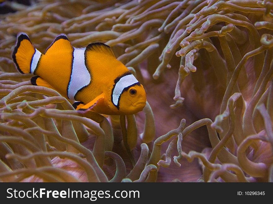Clownfish hidden near the reef
