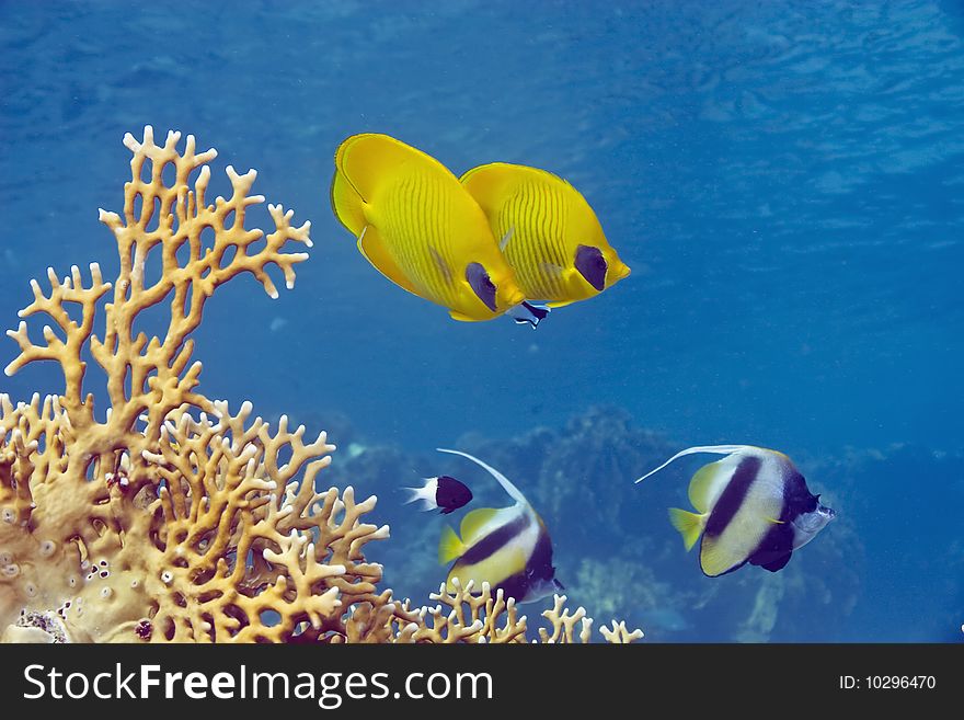 Butterflyfish and bannerfish taken in th red sea.