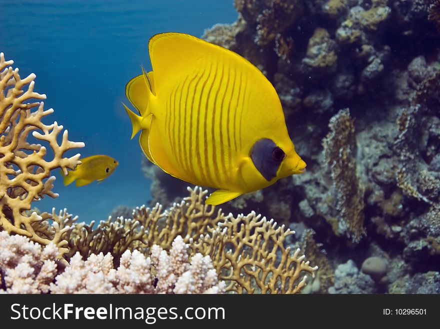 Masked butterflyfish taken in th red sea.