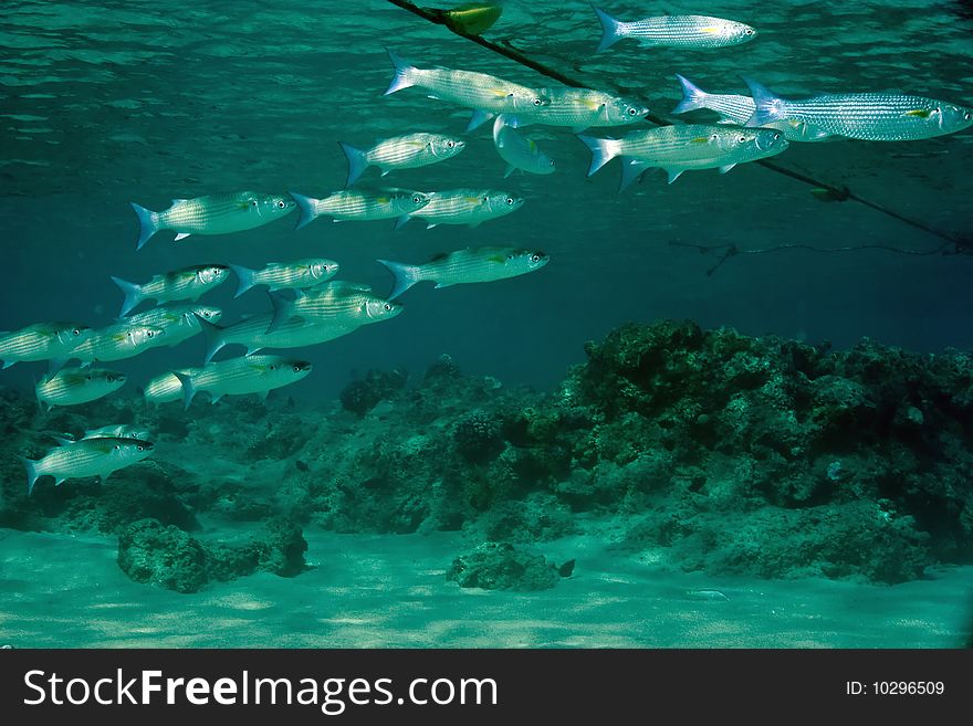 Foldlip mullet taken in th red sea.