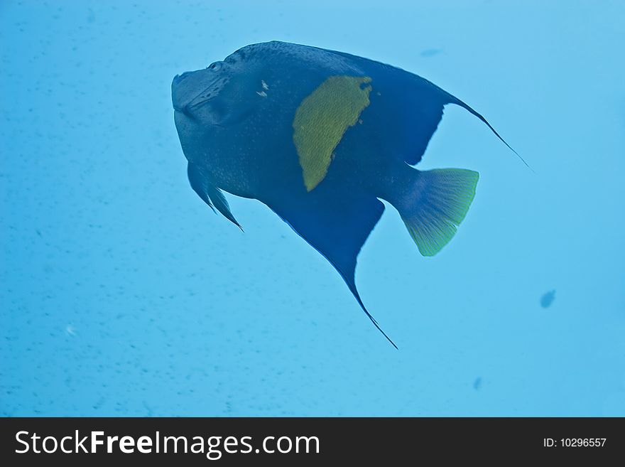 Yellowbar angelfish taken in th red sea.