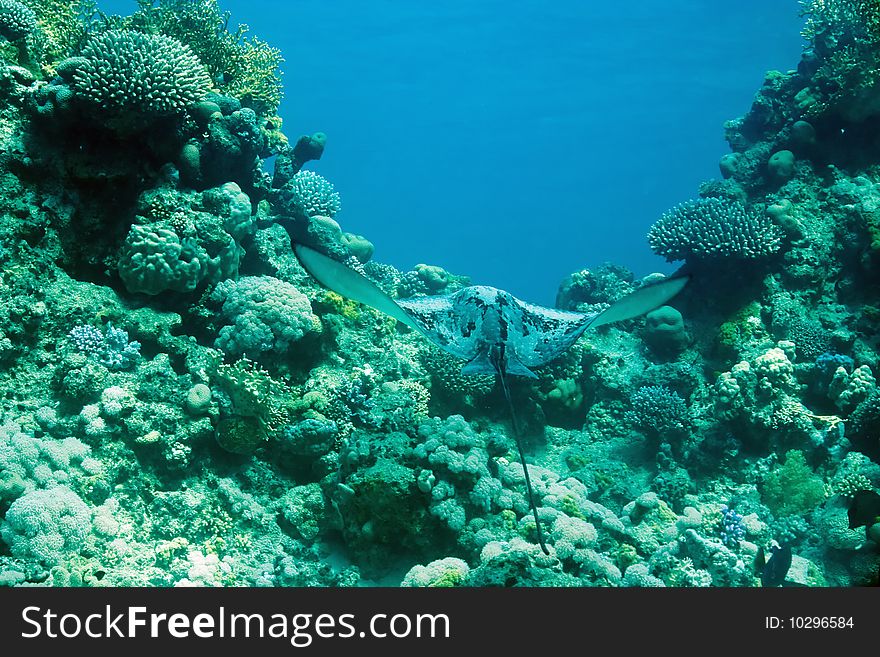 Eagle ray in the red sea.