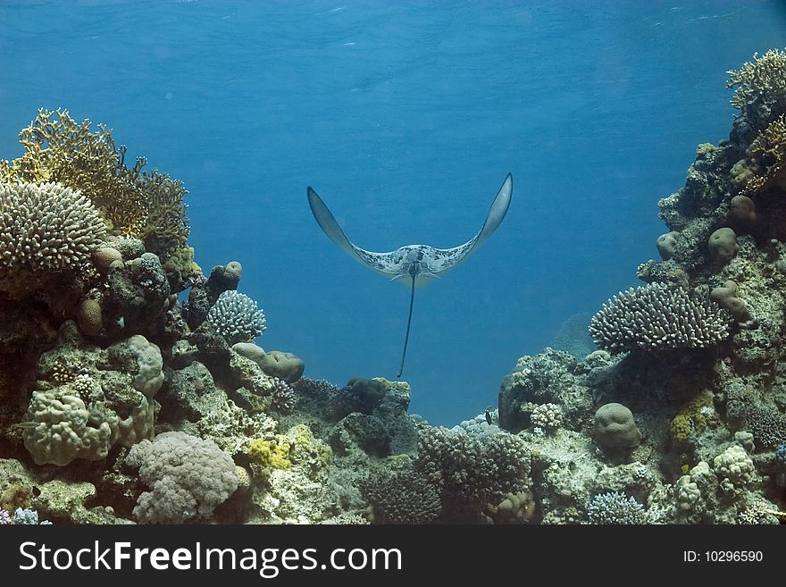 Eagle ray in the red sea.