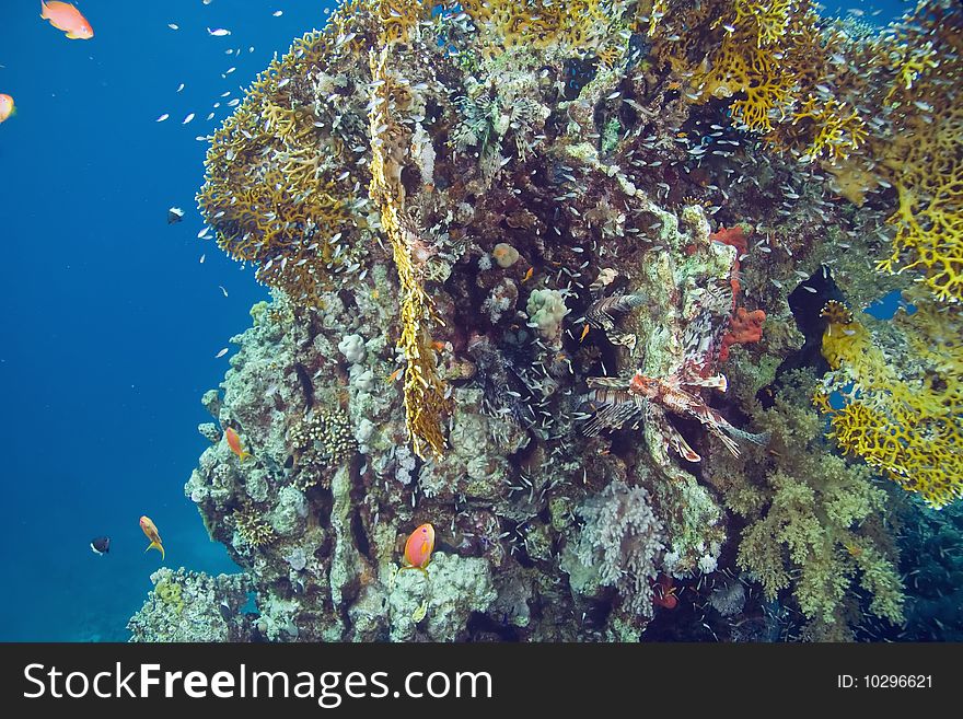 Lionfish in the red sea.