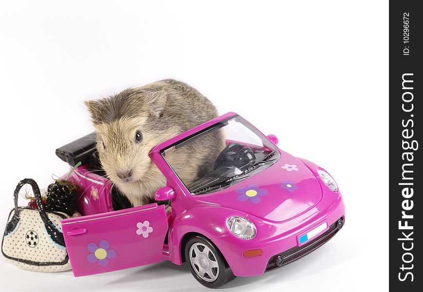Shaggy Driver. Guinea pig in the funny pink car. Not isolated image