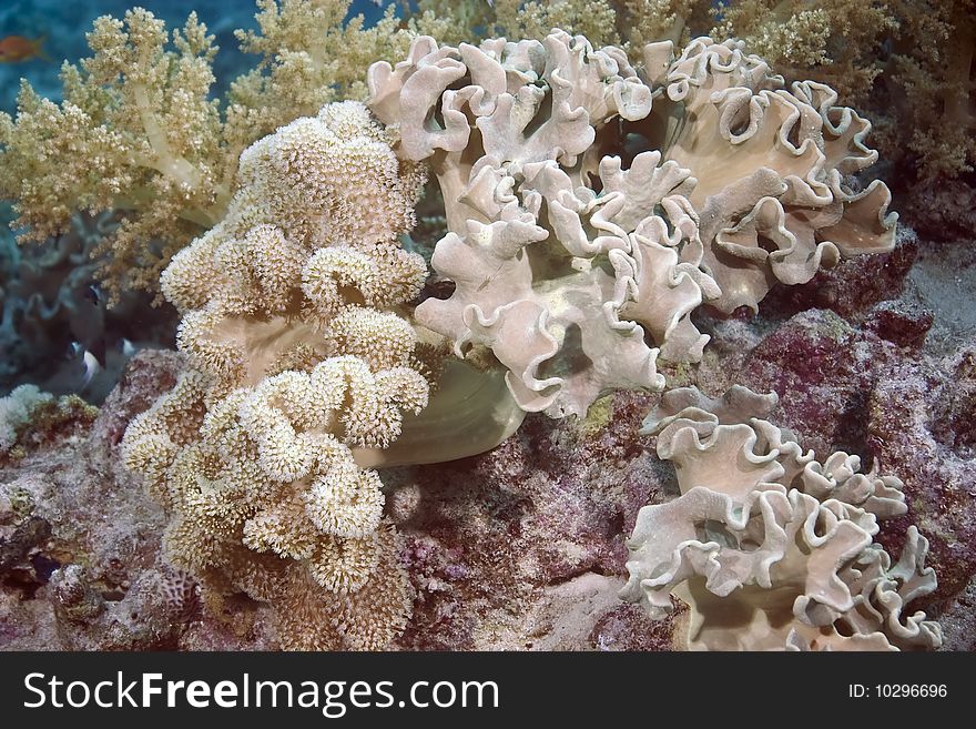 Leather coral in the red sea.