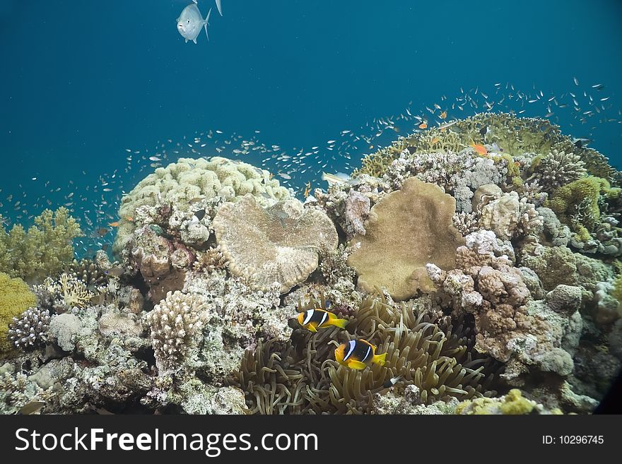 Coral and fish in the red sea.