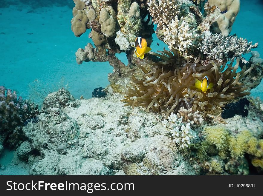 Bubble anemone and anemonefish in the red sea.