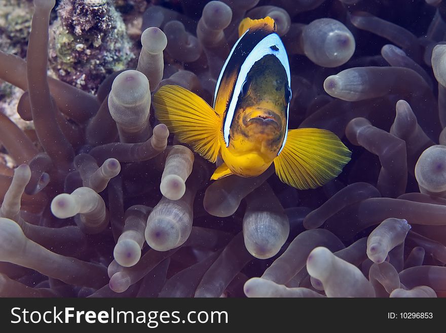 Bubble anemone and anemonefish in the red sea.