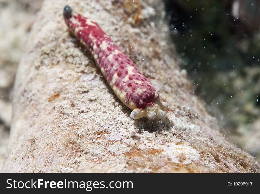 Regenerating seastar in the red sea.