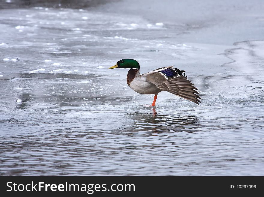 Mallard Looking Strange On Ice