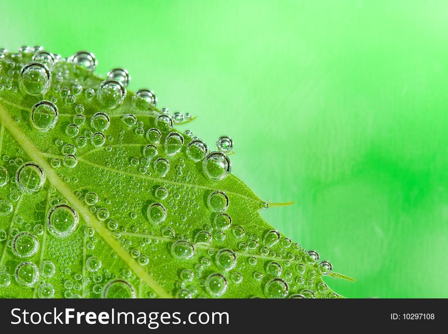 Green leaf evolved with bubbles with green bright background. Green leaf evolved with bubbles with green bright background
