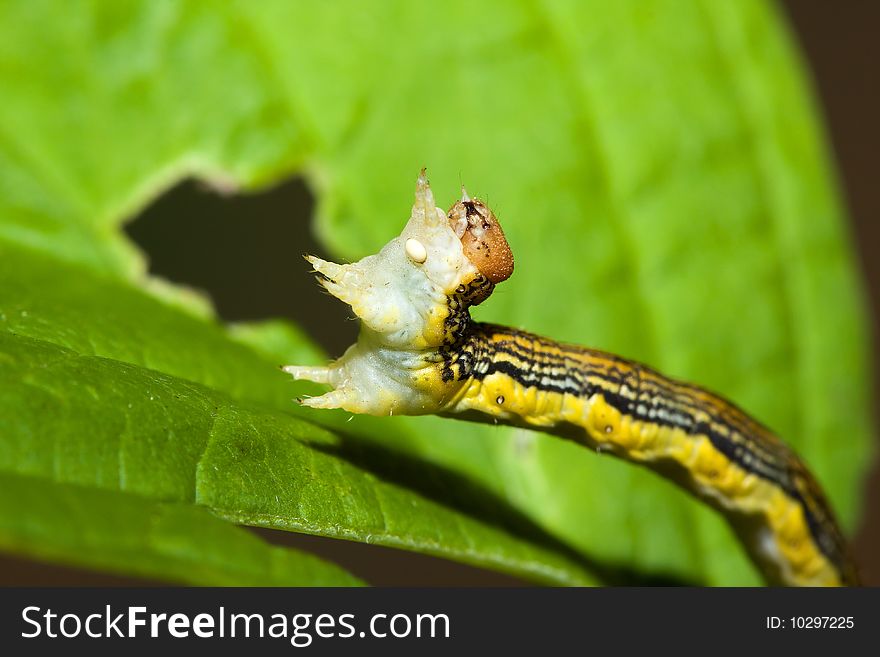 Inch Worm crawling on a leaf and stretching. Inch Worm crawling on a leaf and stretching.